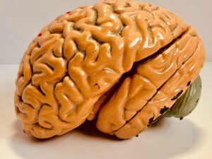 Exploring the Alpha Mind